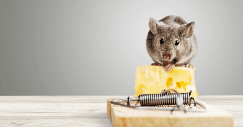 Mouse Pest Control | swat pest wildlife service | oxford massachusetts