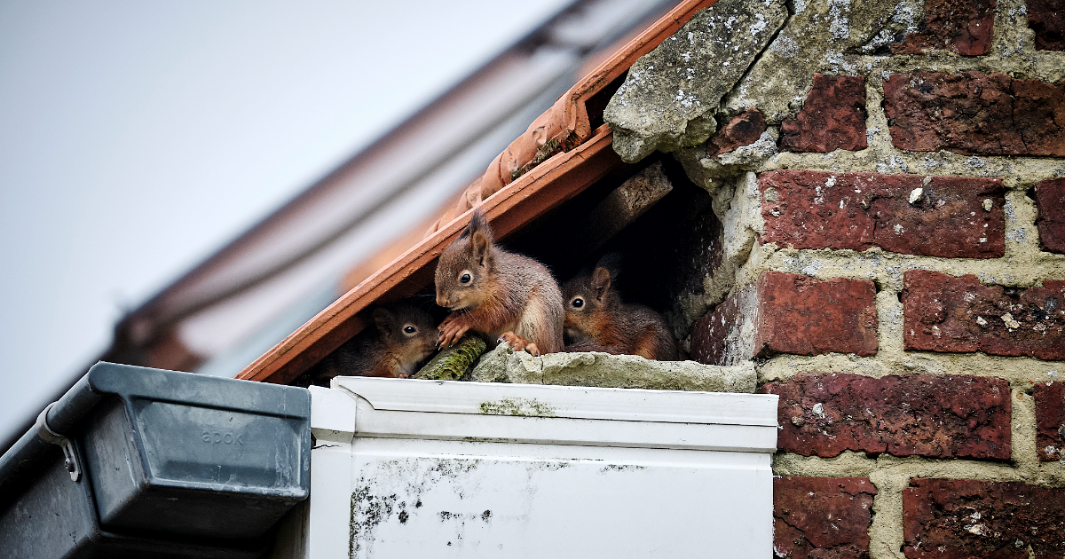 Squirrel Removal Service | Swat Pest Wildlife | Oxford MA