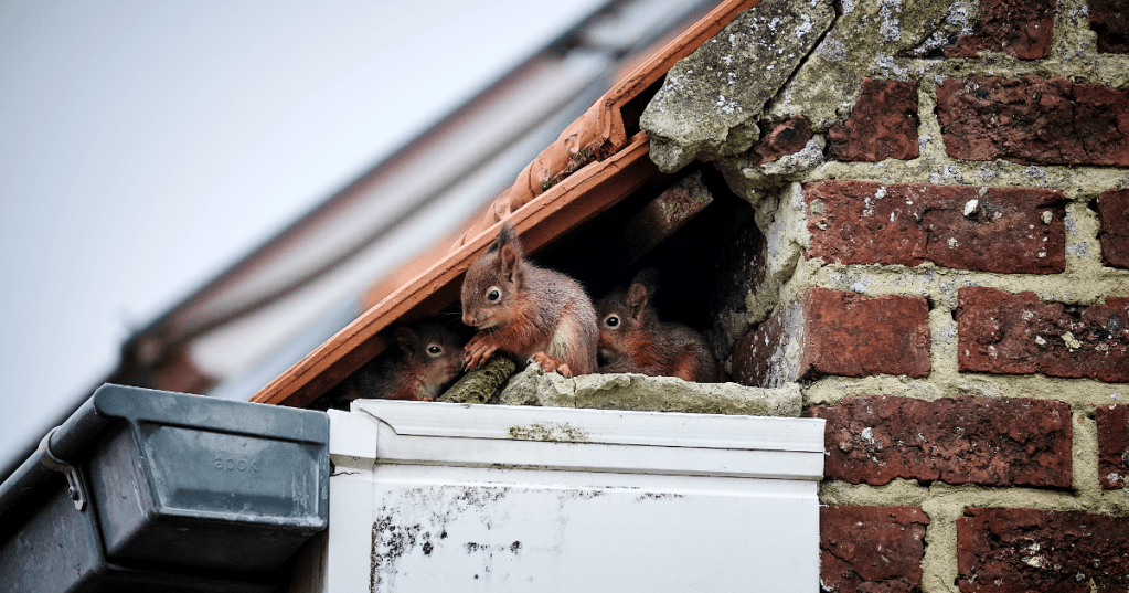 Squirrel Removal Service in Oxford, Massachusetts by Swat Pest Wildlife