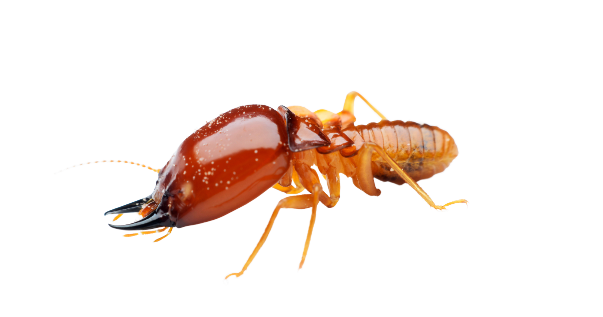 termite in Oxford MA