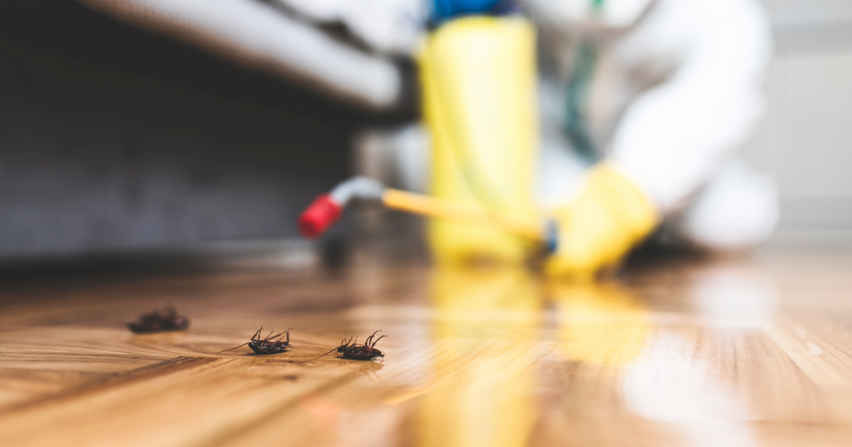 Pest Control technician spraying bugs on floor