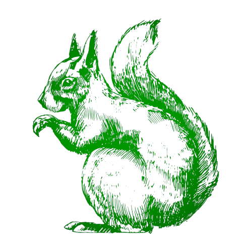 Squirrel Removal | Swat Pest Wildlife Removal Services | Oxford MA