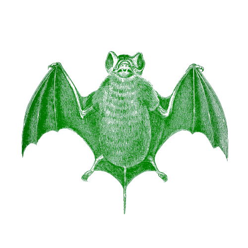 Bat removal | SWAT Pest Wildlife Services | Oxford MA