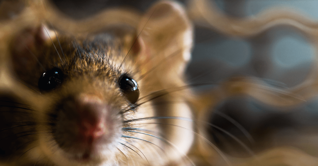 mice in oxford Massachusetts in winter