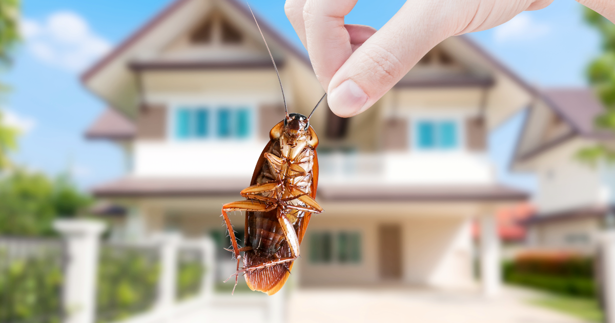 Central Massachusetts Exterminator holding cockroach