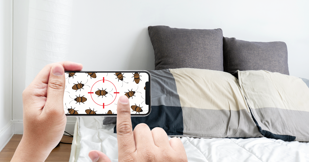 Bed bug detection in Massachusetts 