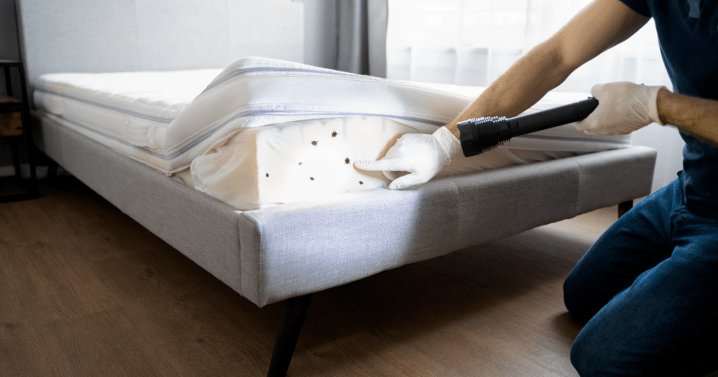 bed bugs in Oxford Massachusetts