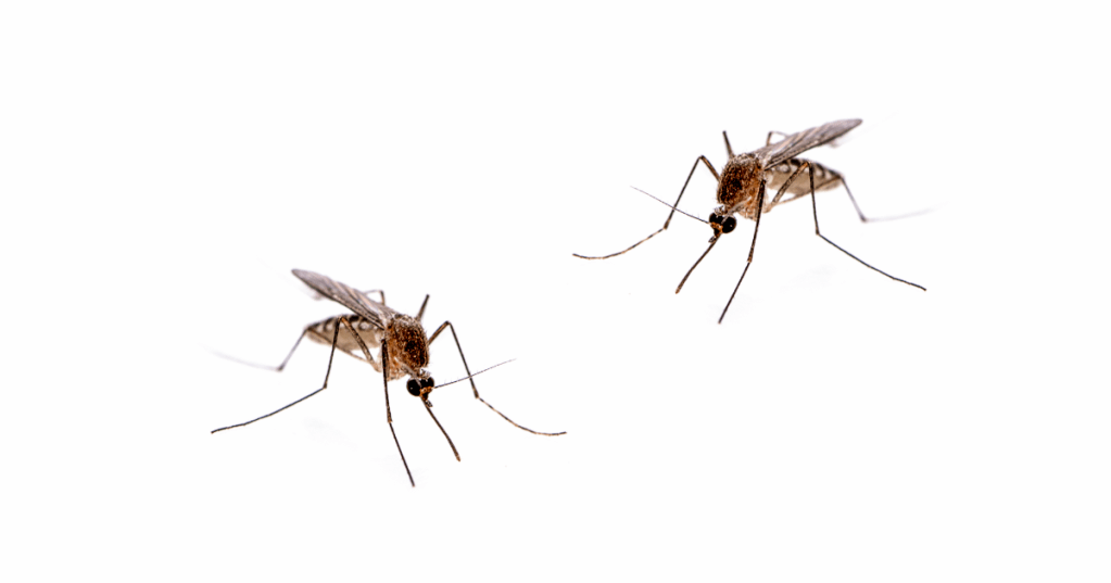 mosquitoes in central massachusetts